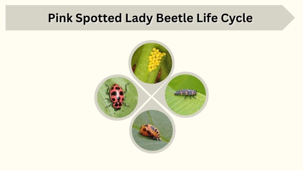Pink Spotted Lady Beetle Life Cycle