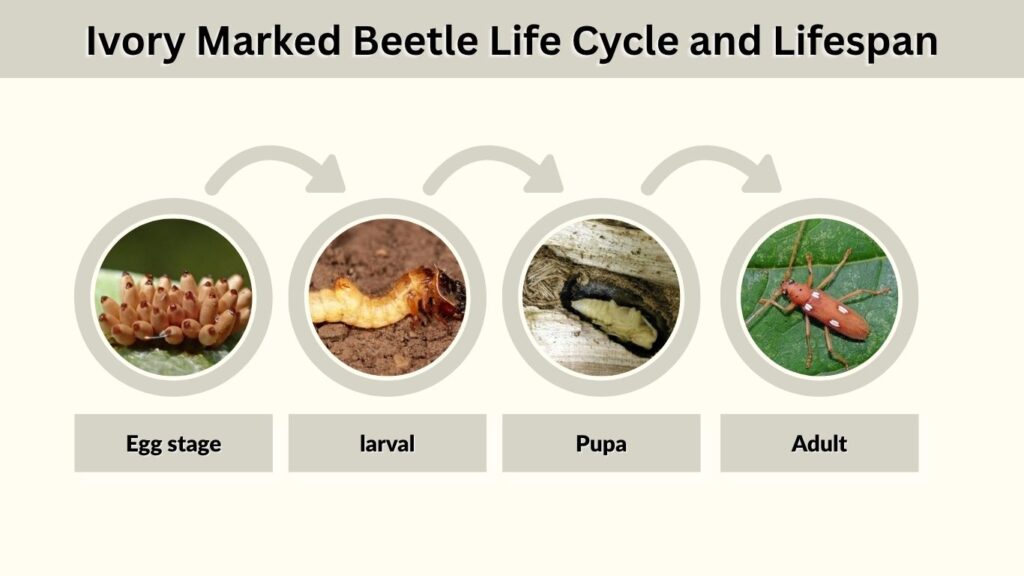 Ivory Marked Beetle Life Cycle and Lifespan