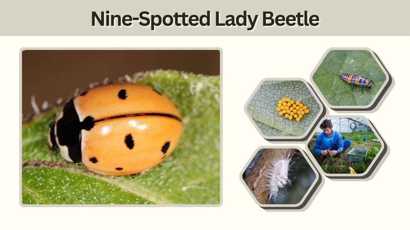 Nine-Spotted Lady Beetle: Identification, Range & Facts