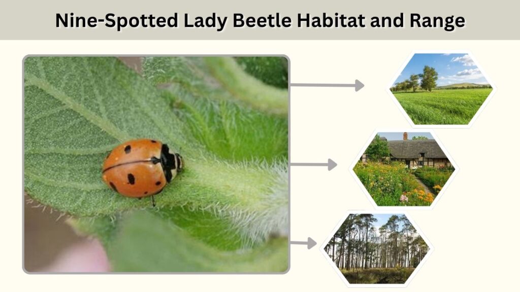 Nine-Spotted Lady Beetle Habitat and Range
