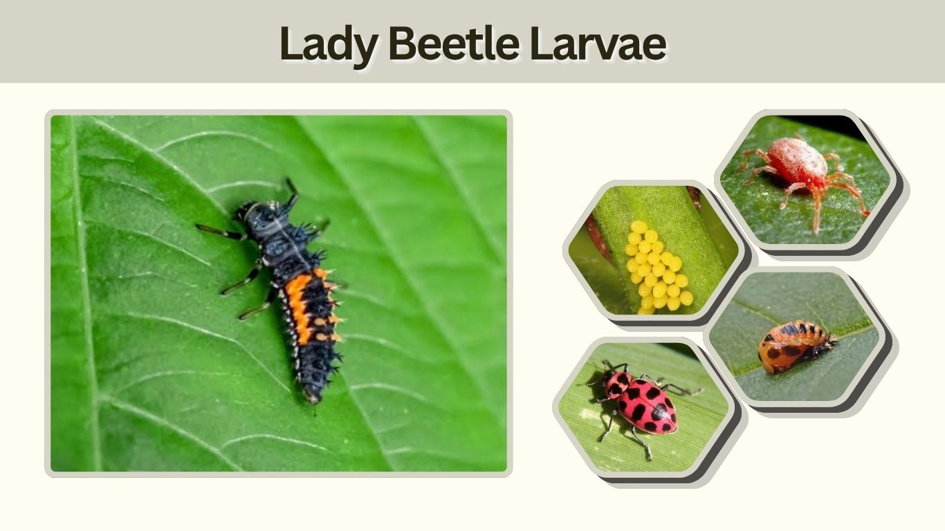 Lady Beetle Larvae: Identification, Diet, Bites & Life Cycle