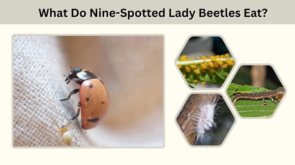 What Do Nine-Spotted Lady Beetles Eat?
