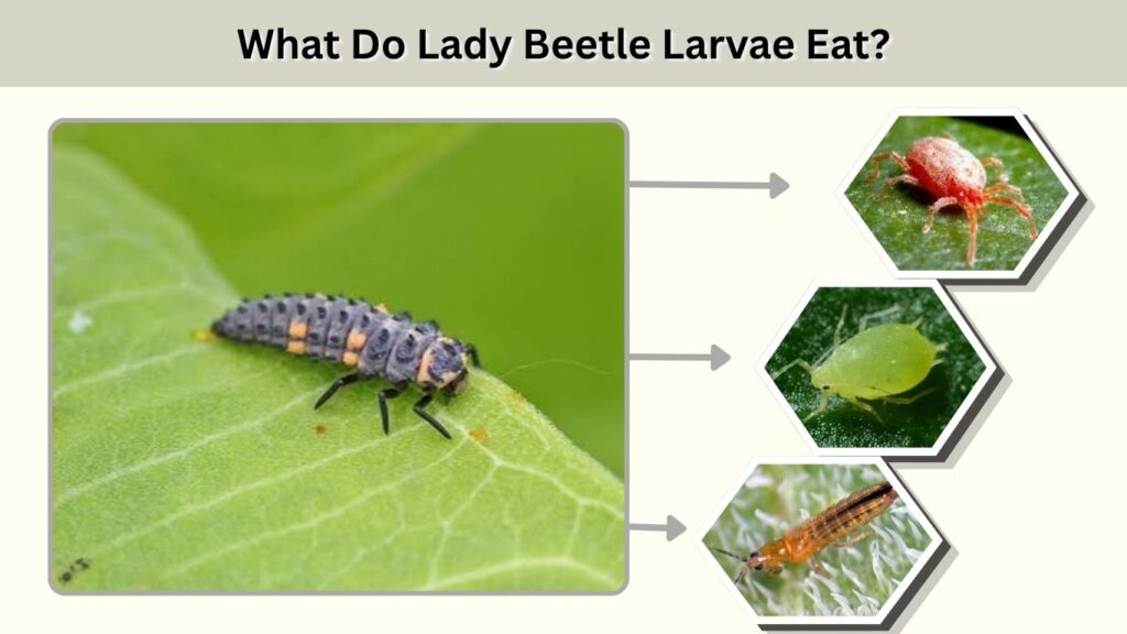 What Do Lady Beetle Larvae Eat?