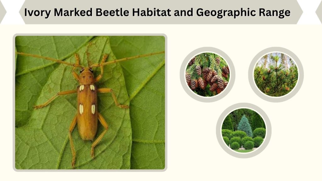 Ivory Marked Beetle Habitat and Geographic Range