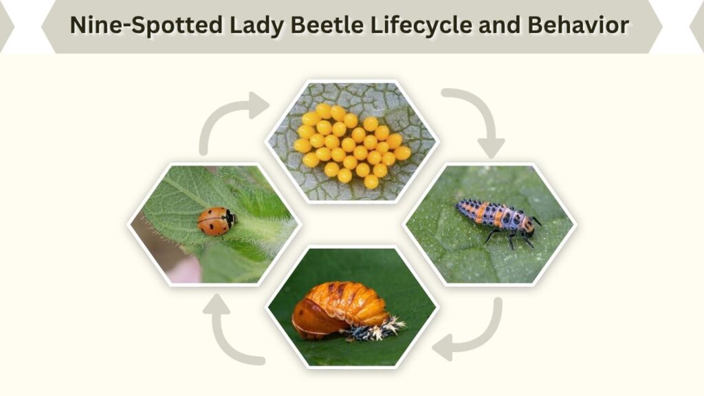 Nine-Spotted Lady Beetle Lifecycle and Behavior