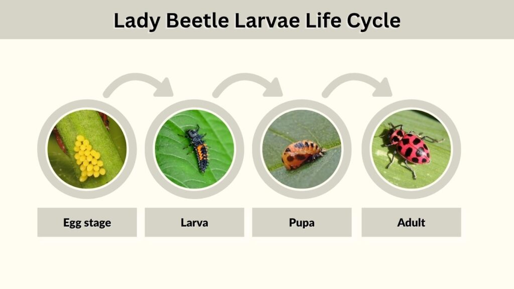 Lady Beetle Larvae Life Cycle