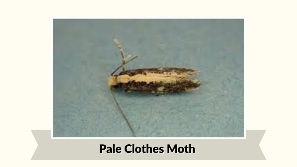 Pale Clothes Moth