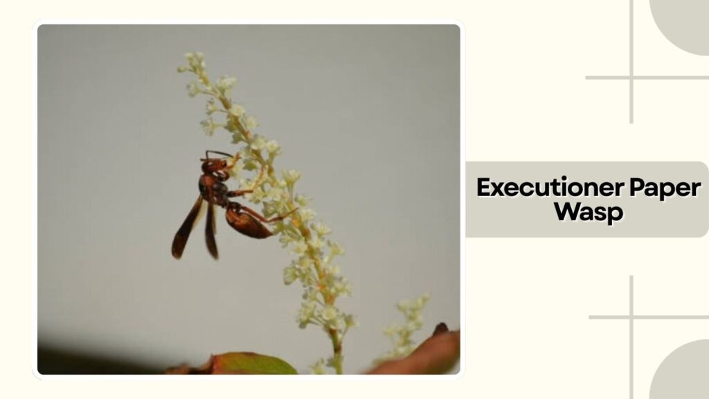 Executioner Paper Wasp