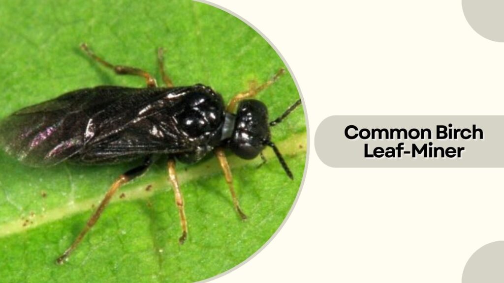 Common Birch Leaf-Miner