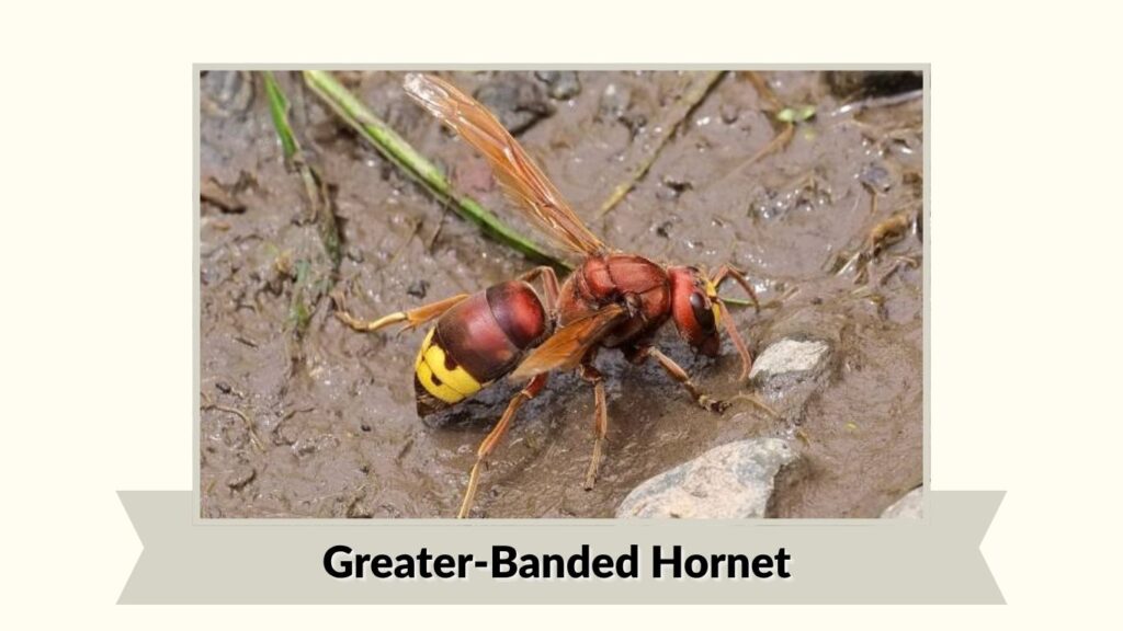 Greater-Banded Hornet