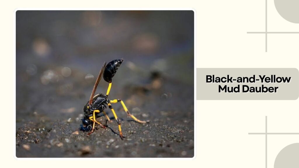 Black-and-Yellow Mud Dauber