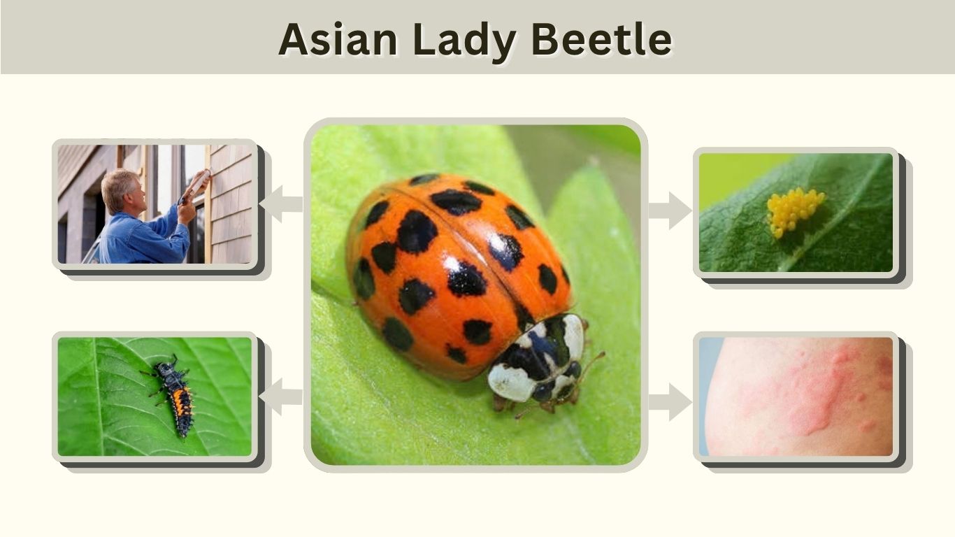 Asian Lady Beetle: Identification, Bites & Control