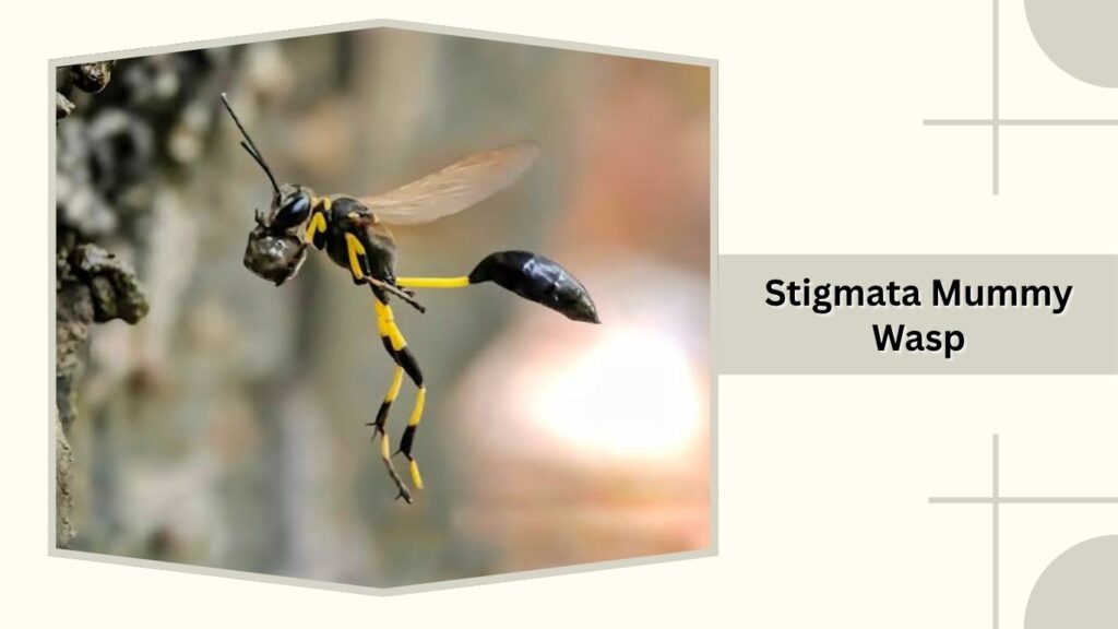 Stigmata Mummy Wasp