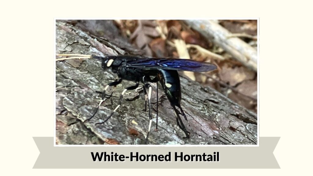 White-Horned Horntail