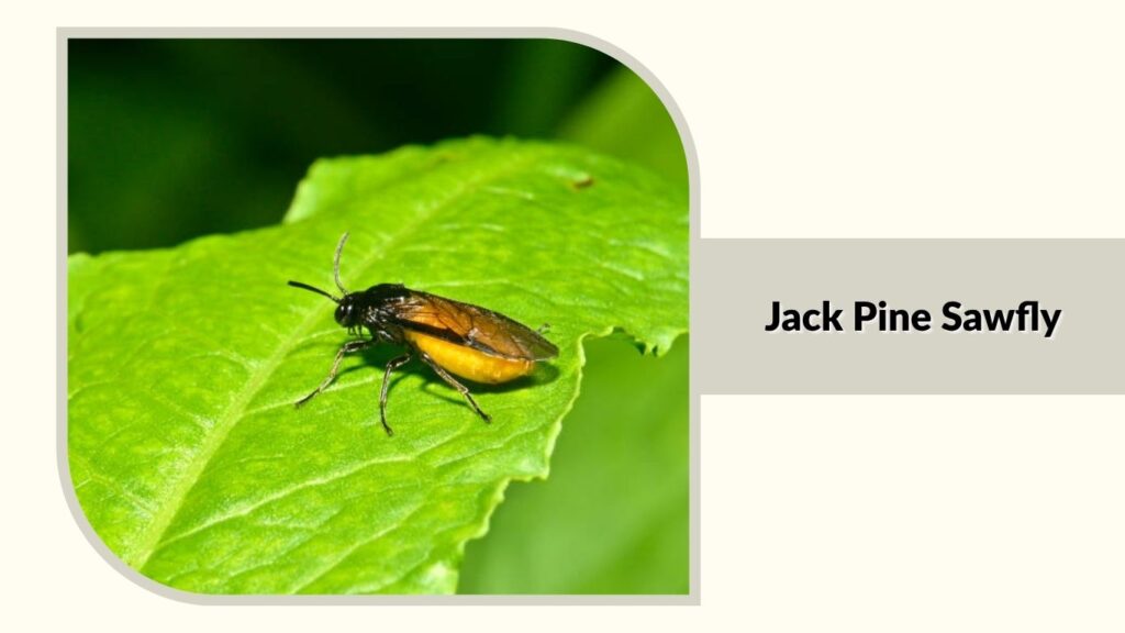 Jack Pine Sawfly