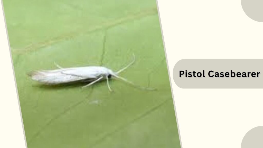 Pistol Casebearer