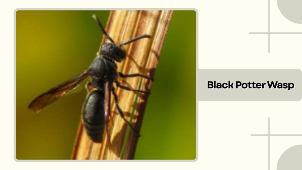 Black Potter Wasp