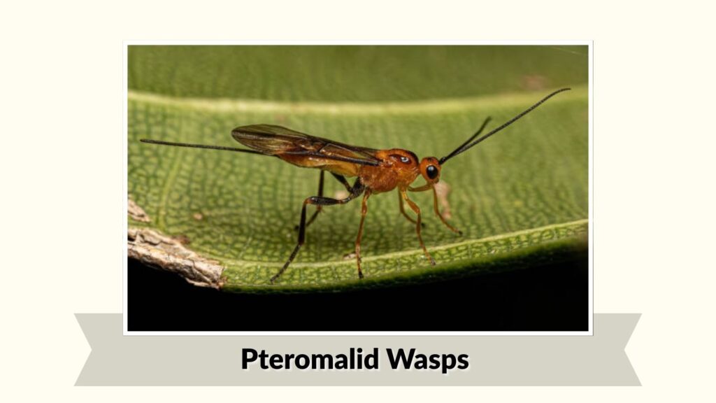 Pteromalid Wasps