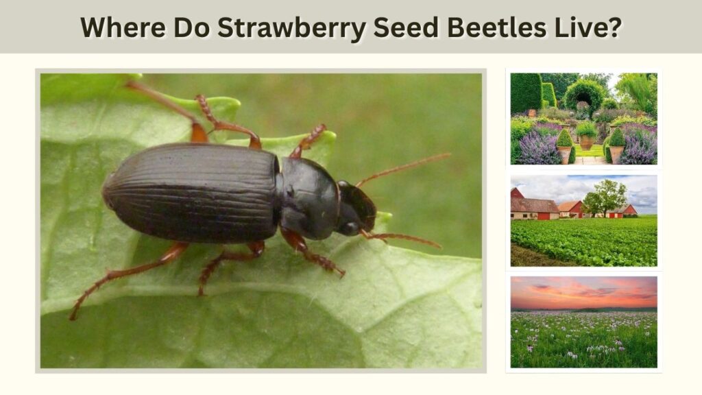 Where Do Strawberry Seed Beetles Live?