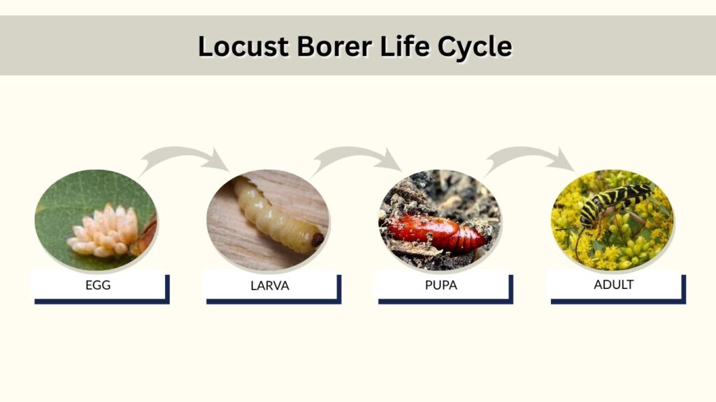 Locust Borer Life Cycle