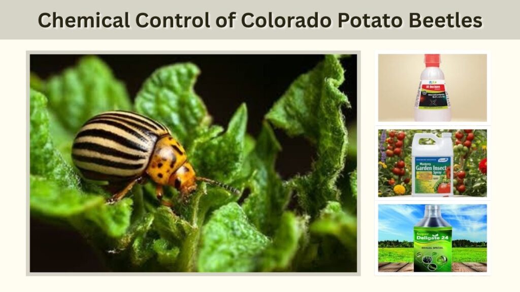 Chemical Control of Colorado Potato Beetles