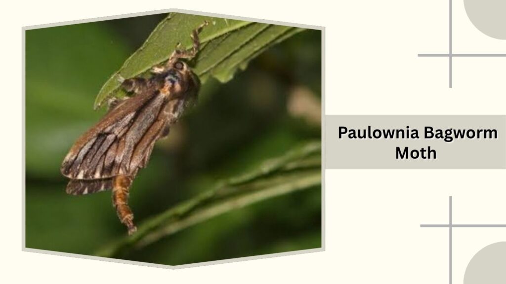 Paulownia Bagworm Moth