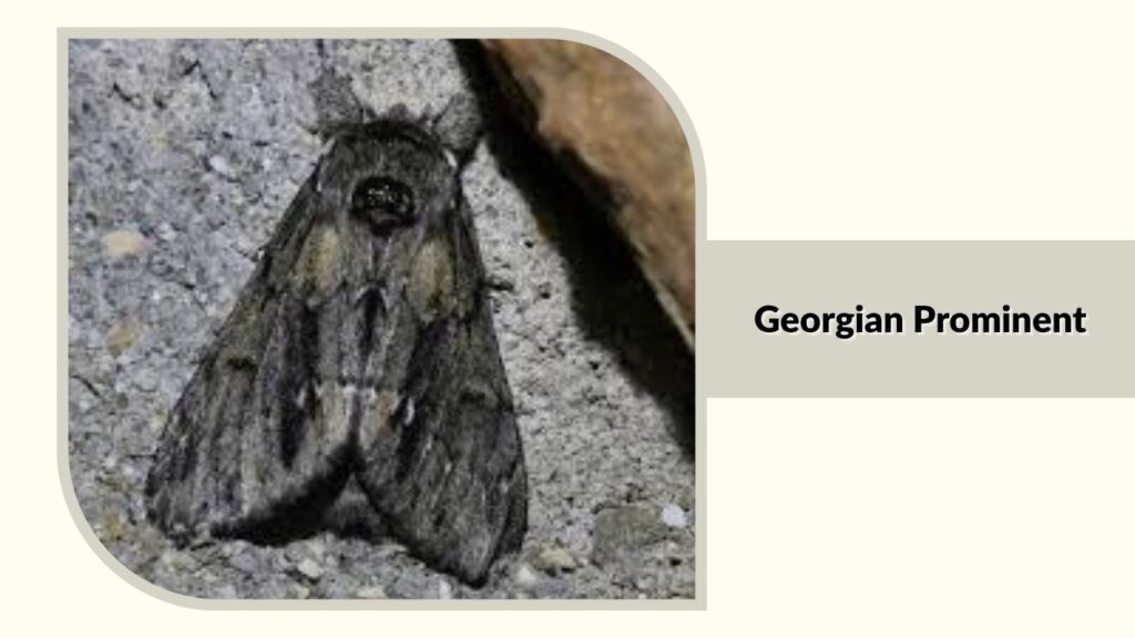 Georgian Prominent