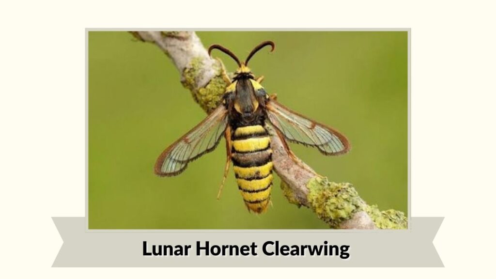  Lunar Hornet Clearwing