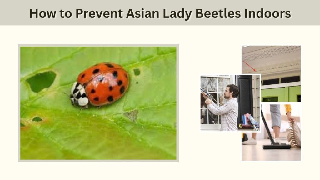 How to Prevent Asian Lady Beetles Indoors