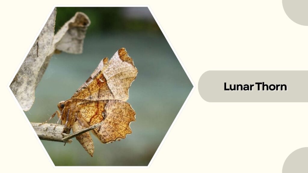 Lunar Thorn