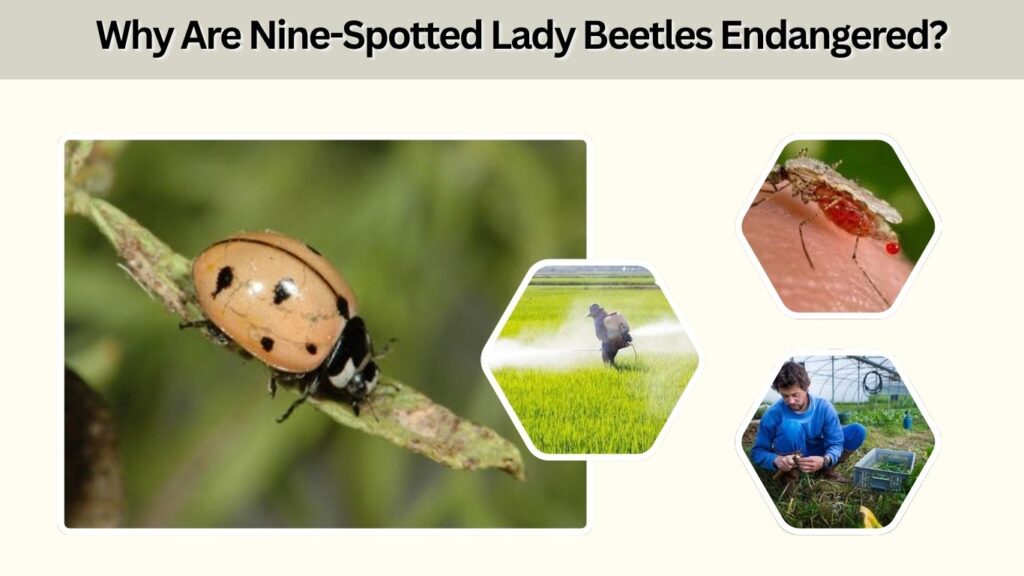 Why Are Nine-Spotted Lady Beetles Endangered?