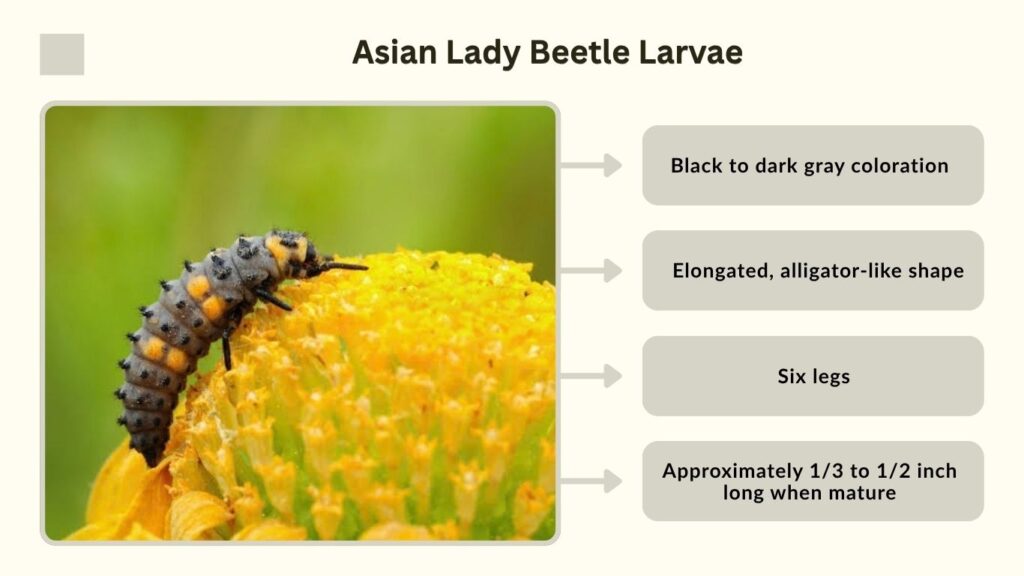 Asian Lady Beetle Larvae