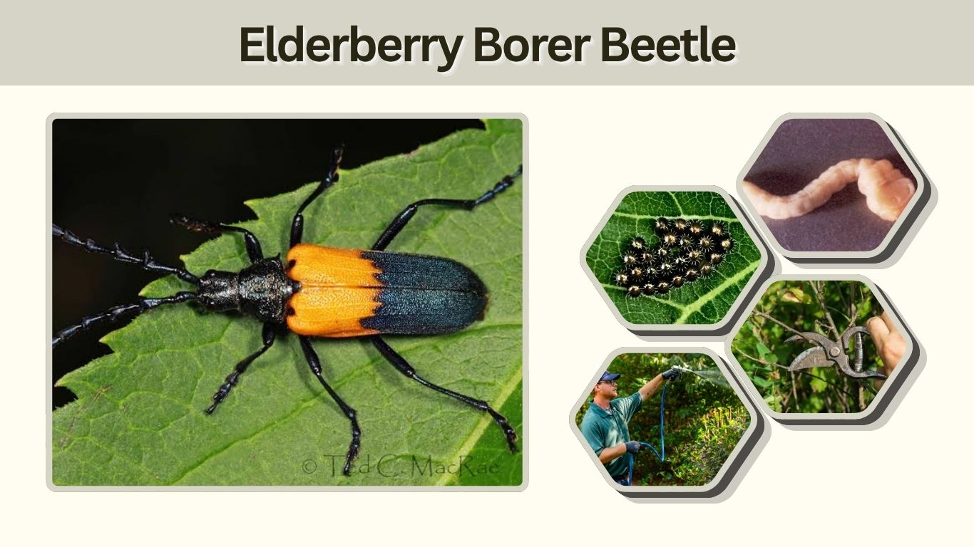 Elderberry Borer Beetle: Identification, Damage & Control