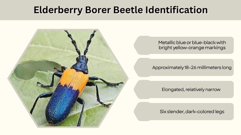 Elderberry Borer Beetle Identification