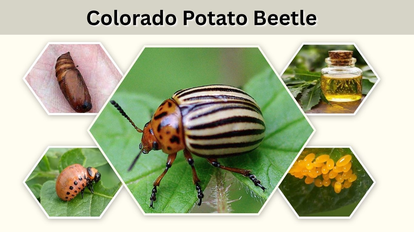 Colorado Potato Beetle: Identification, Damage & Control