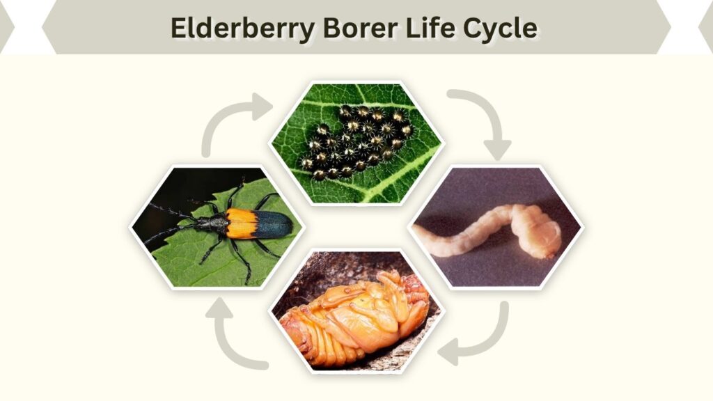 Elderberry Borer Life Cycle