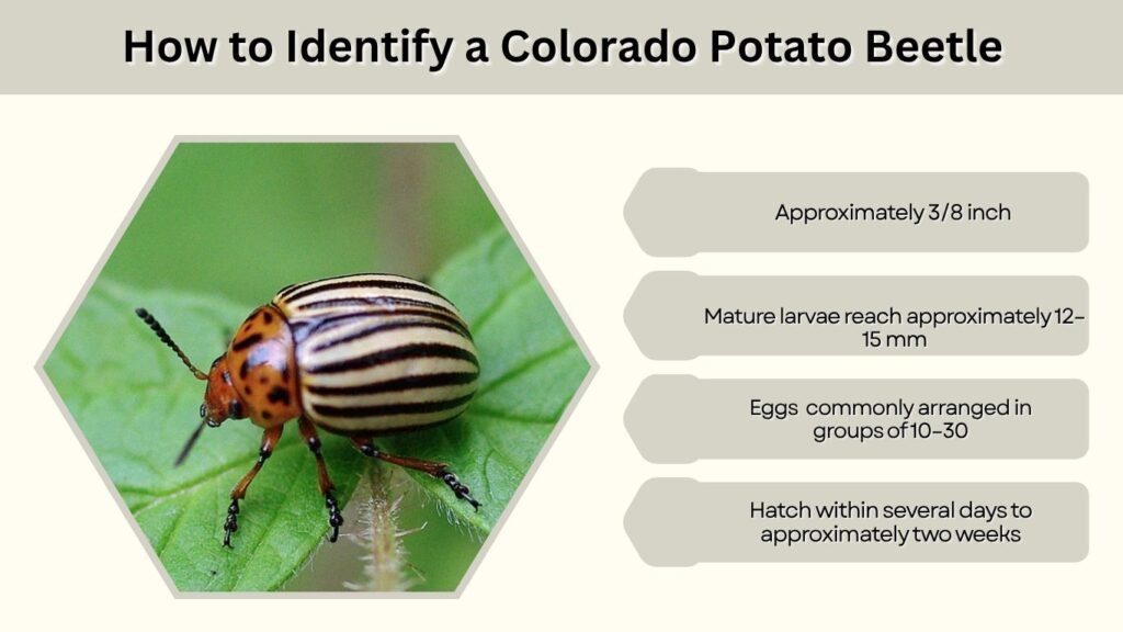How to Identify a Colorado Potato Beetle