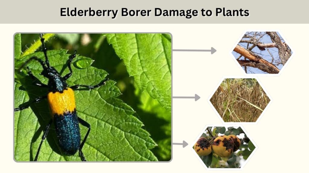 Elderberry Borer Damage to Plants
