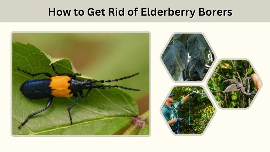 How to Get Rid of Elderberry Borers
