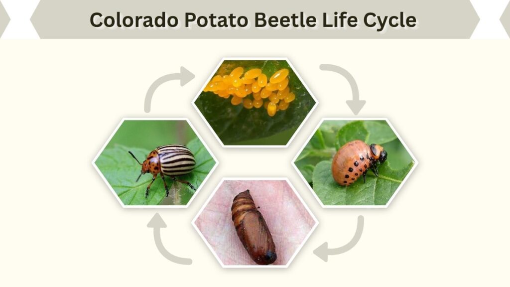 Colorado Potato Beetle Life Cycle