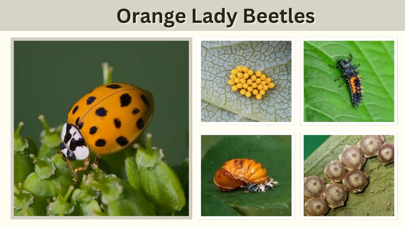 Orange Lady Beetles: Identification, Bites, Larvae & Facts