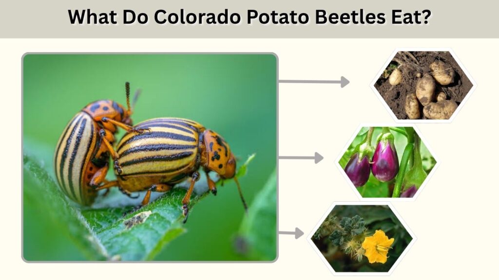 What Do Colorado Potato Beetles Eat?