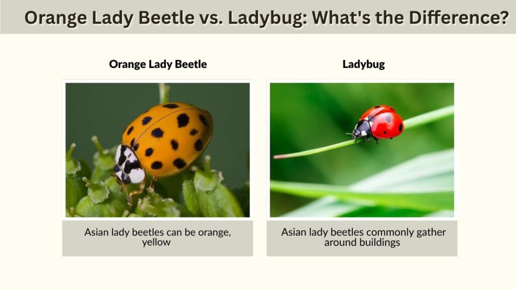 Orange Lady Beetle vs. Ladybug: What's the Difference?