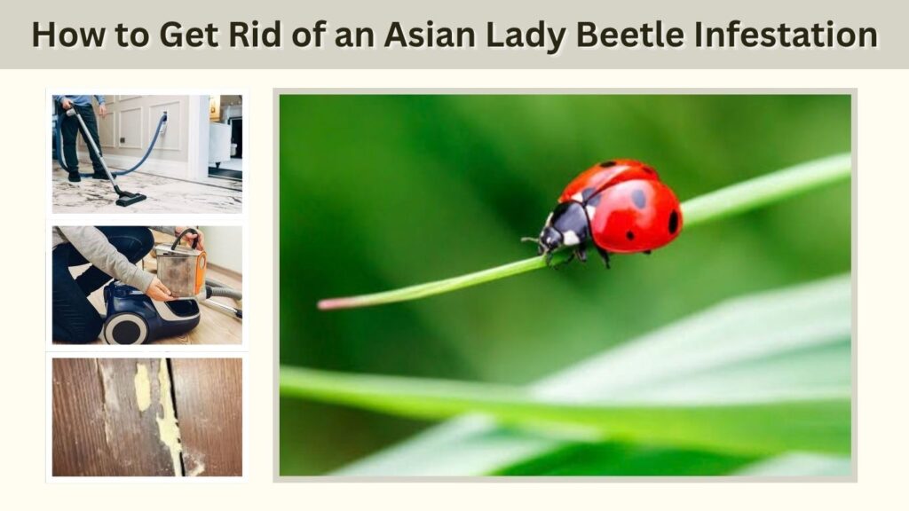 How to Get Rid of an Asian Lady Beetle Infestation