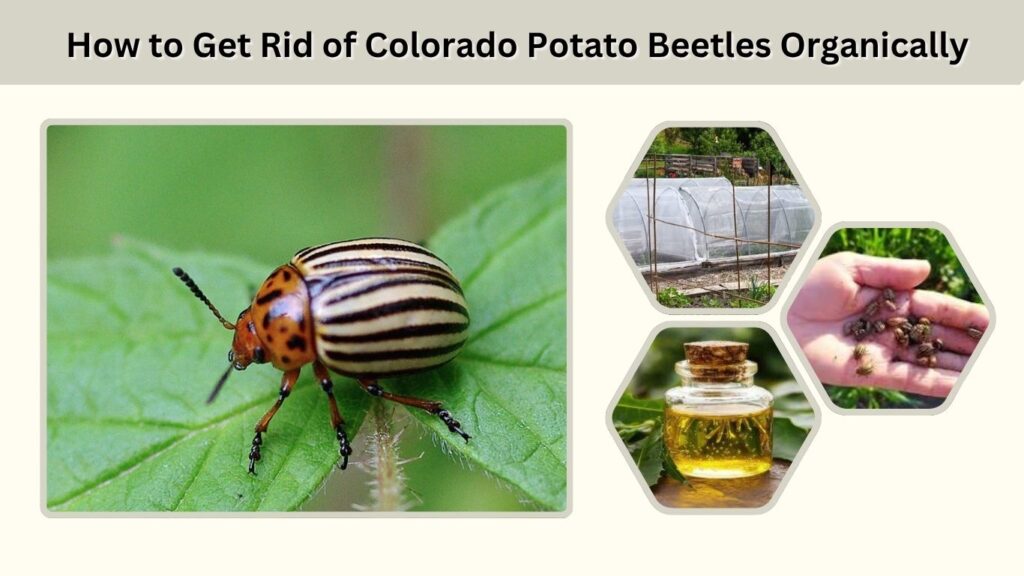 How to Get Rid of Colorado Potato Beetles Organically