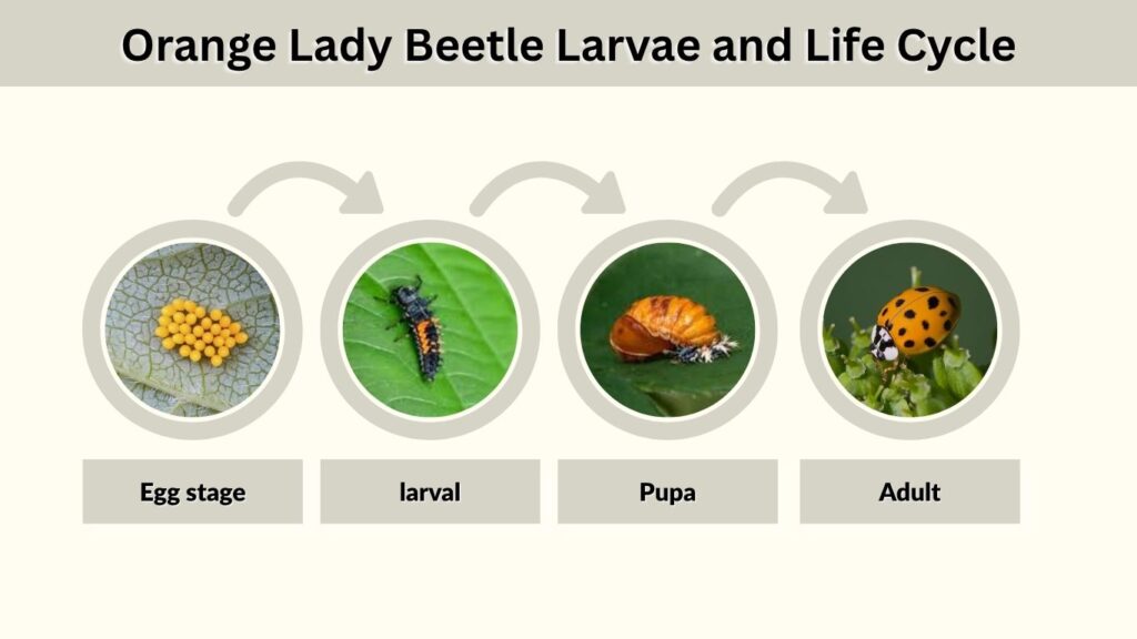 Orange Lady Beetle Larvae and Life Cycle