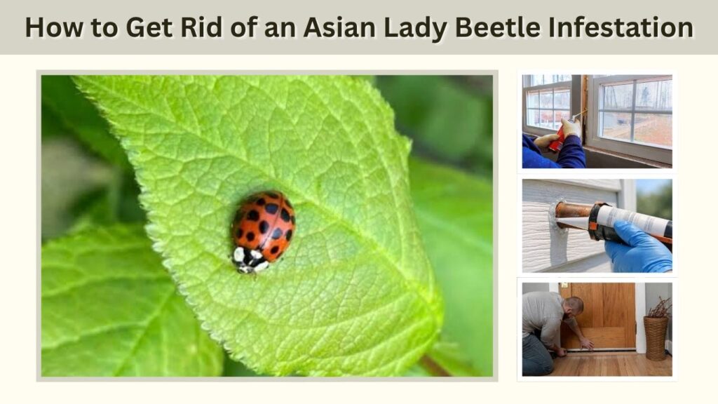 How to Stop Asian Lady Beetle Infestations