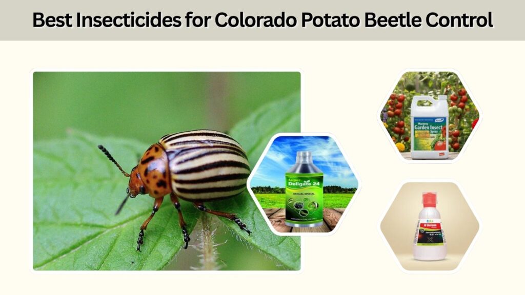 Best Insecticides for Colorado Potato Beetle Control