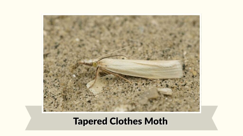 Tapered Clothes Moth