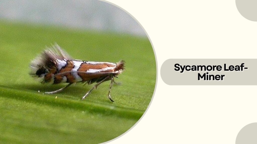 Sycamore Leaf-Miner